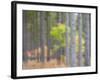 Michigan, Upper Peninsula. Fall Foliage and Pine Trees in the Forest-Julie Eggers-Framed Photographic Print