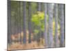 Michigan, Upper Peninsula. Fall Foliage and Pine Trees in the Forest-Julie Eggers-Mounted Photographic Print