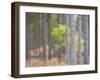 Michigan, Upper Peninsula. Fall Foliage and Pine Trees in the Forest-Julie Eggers-Framed Photographic Print