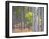 Michigan, Upper Peninsula. Fall Foliage and Pine Trees in the Forest-Julie Eggers-Framed Photographic Print