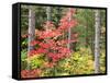 Michigan, Upper Peninsula. Fall Foliage and Pine Trees in the Forest-Julie Eggers-Framed Stretched Canvas