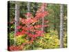 Michigan, Upper Peninsula. Fall Foliage and Pine Trees in the Forest-Julie Eggers-Stretched Canvas