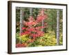 Michigan, Upper Peninsula. Fall Foliage and Pine Trees in the Forest-Julie Eggers-Framed Photographic Print