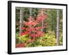 Michigan, Upper Peninsula. Fall Foliage and Pine Trees in the Forest-Julie Eggers-Framed Photographic Print