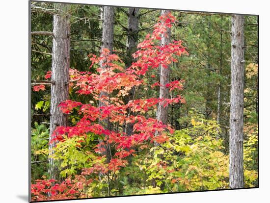 Michigan, Upper Peninsula. Fall Foliage and Pine Trees in the Forest-Julie Eggers-Mounted Photographic Print