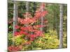 Michigan, Upper Peninsula. Fall Foliage and Pine Trees in the Forest-Julie Eggers-Mounted Photographic Print