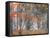 Michigan, Upper Peninsula. Forest of Maples and Ferns-Julie Eggers-Framed Stretched Canvas