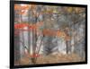 Michigan, Upper Peninsula. Forest of Maples and Ferns-Julie Eggers-Framed Photographic Print