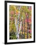 Michigan, Upper Peninsula. Hardwood Forest in Ontonagon County in Fall-Julie Eggers-Framed Photographic Print