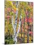 Michigan, Upper Peninsula. Hardwood Forest in Ontonagon County in Fall-Julie Eggers-Mounted Photographic Print