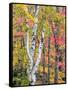 Michigan, Upper Peninsula. Hardwood Forest in Ontonagon County in Fall-Julie Eggers-Framed Stretched Canvas