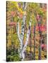 Michigan, Upper Peninsula. Hardwood Forest in Ontonagon County in Fall-Julie Eggers-Stretched Canvas