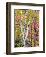 Michigan, Upper Peninsula. Hardwood Forest in Ontonagon County in Fall-Julie Eggers-Framed Photographic Print