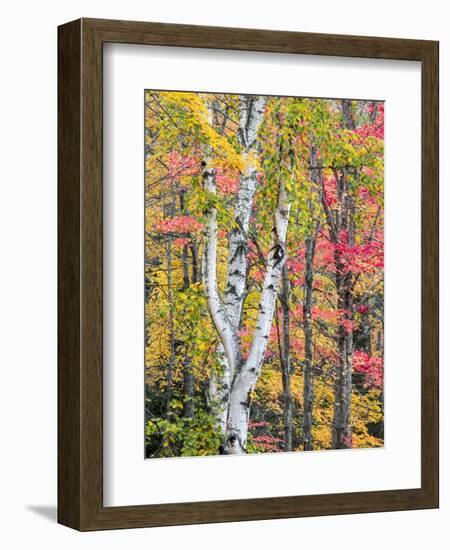 Michigan, Upper Peninsula. Hardwood Forest in Ontonagon County in Fall-Julie Eggers-Framed Photographic Print