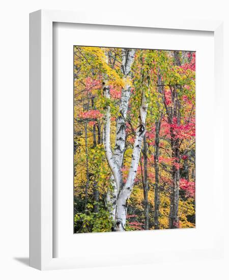 Michigan, Upper Peninsula. Hardwood Forest in Ontonagon County in Fall-Julie Eggers-Framed Photographic Print