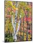 Michigan, Upper Peninsula. Hardwood Forest in Ontonagon County in Fall-Julie Eggers-Mounted Photographic Print