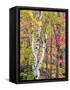 Michigan, Upper Peninsula. Hardwood Forest in Ontonagon County in Fall-Julie Eggers-Framed Stretched Canvas