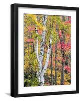Michigan, Upper Peninsula. Hardwood Forest in Ontonagon County in Fall-Julie Eggers-Framed Photographic Print