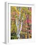 Michigan, Upper Peninsula. Hardwood Forest in Ontonagon County in Fall-Julie Eggers-Framed Photographic Print