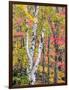 Michigan, Upper Peninsula. Hardwood Forest in Ontonagon County in Fall-Julie Eggers-Framed Photographic Print