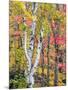 Michigan, Upper Peninsula. Hardwood Forest in Ontonagon County in Fall-Julie Eggers-Mounted Photographic Print