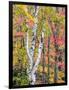 Michigan, Upper Peninsula. Hardwood Forest in Ontonagon County in Fall-Julie Eggers-Framed Photographic Print