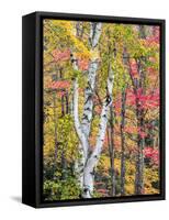 Michigan, Upper Peninsula. Hardwood Forest in Ontonagon County in Fall-Julie Eggers-Framed Stretched Canvas