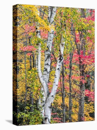 Michigan, Upper Peninsula. Hardwood Forest in Ontonagon County in Fall-Julie Eggers-Stretched Canvas