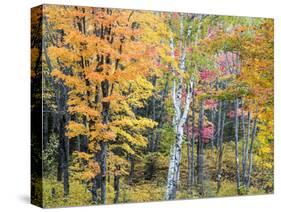 Michigan, Upper Peninsula. Hardwood Forest in Ontonagon County in Fall-Julie Eggers-Stretched Canvas