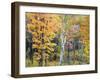 Michigan, Upper Peninsula. Hardwood Forest in Ontonagon County in Fall-Julie Eggers-Framed Photographic Print