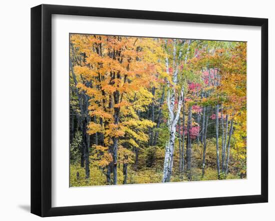 Michigan, Upper Peninsula. Hardwood Forest in Ontonagon County in Fall-Julie Eggers-Framed Photographic Print