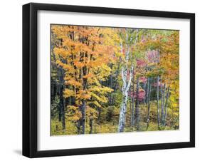 Michigan, Upper Peninsula. Hardwood Forest in Ontonagon County in Fall-Julie Eggers-Framed Photographic Print