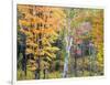 Michigan, Upper Peninsula. Hardwood Forest in Ontonagon County in Fall-Julie Eggers-Framed Photographic Print