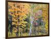 Michigan, Upper Peninsula. Hardwood Forest in Ontonagon County in Fall-Julie Eggers-Framed Photographic Print