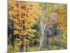 Michigan, Upper Peninsula. Hardwood Forest in Ontonagon County in Fall-Julie Eggers-Mounted Photographic Print