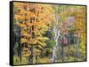 Michigan, Upper Peninsula. Hardwood Forest in Ontonagon County in Fall-Julie Eggers-Framed Stretched Canvas