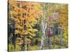 Michigan, Upper Peninsula. Hardwood Forest in Ontonagon County in Fall-Julie Eggers-Stretched Canvas