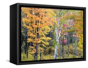 Michigan, Upper Peninsula. Hardwood Forest in Ontonagon County in Fall-Julie Eggers-Framed Stretched Canvas