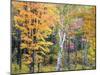 Michigan, Upper Peninsula. Hardwood Forest in Ontonagon County in Fall-Julie Eggers-Mounted Premium Photographic Print