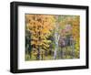 Michigan, Upper Peninsula. Hardwood Forest in Ontonagon County in Fall-Julie Eggers-Framed Photographic Print