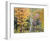 Michigan, Upper Peninsula. Hardwood Forest in Ontonagon County in Fall-Julie Eggers-Framed Photographic Print