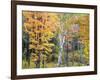 Michigan, Upper Peninsula. Hardwood Forest in Ontonagon County in Fall-Julie Eggers-Framed Photographic Print