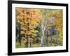 Michigan, Upper Peninsula. Hardwood Forest in Ontonagon County in Fall-Julie Eggers-Framed Photographic Print