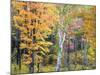 Michigan, Upper Peninsula. Hardwood Forest in Ontonagon County in Fall-Julie Eggers-Mounted Photographic Print