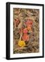 Michigan, Upper Peninsula. Leaves Float in Pool of White Pine Needles-Don Grall-Framed Photographic Print