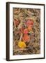 Michigan, Upper Peninsula. Leaves Float in Pool of White Pine Needles-Don Grall-Framed Photographic Print