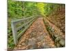 Michigan, Upper Peninsula. Trail Leading to Munising Falls in Autumn-Julie Eggers-Mounted Photographic Print