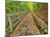 Michigan, Upper Peninsula. Trail Leading to Munising Falls in Autumn-Julie Eggers-Mounted Photographic Print