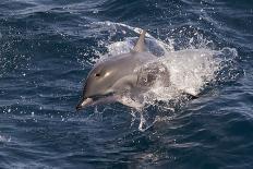 Atlantic Spotted Dolphin (Stenella Frontalis) Breaking from the Sea in a Low Leap, Senegal-Mick Baines-Framed Photographic Print