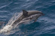 Clymene Dolphin (Stenella Clymene) Spinning, Caught Belly Uppermost, Senegal, West Africa, Africa-Mick Baines-Photographic Print